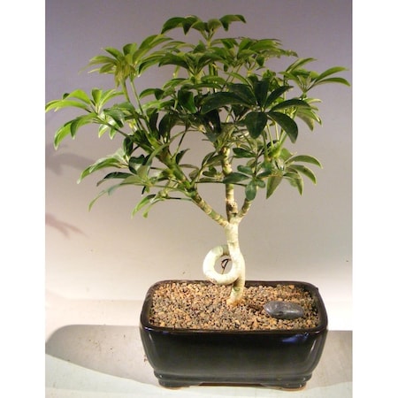 Paisaje Hawaiian Umbrella Bonsai Tree - Arboricola Schefflera Luseanne - Medium PA2806763